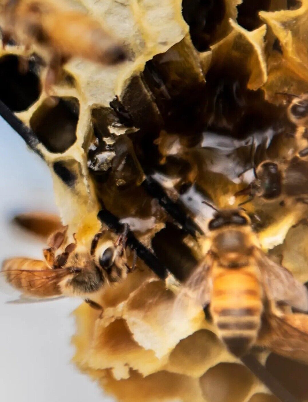 Manuka Honey